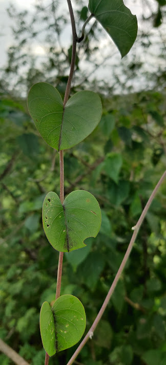फांजी रानभाजी
