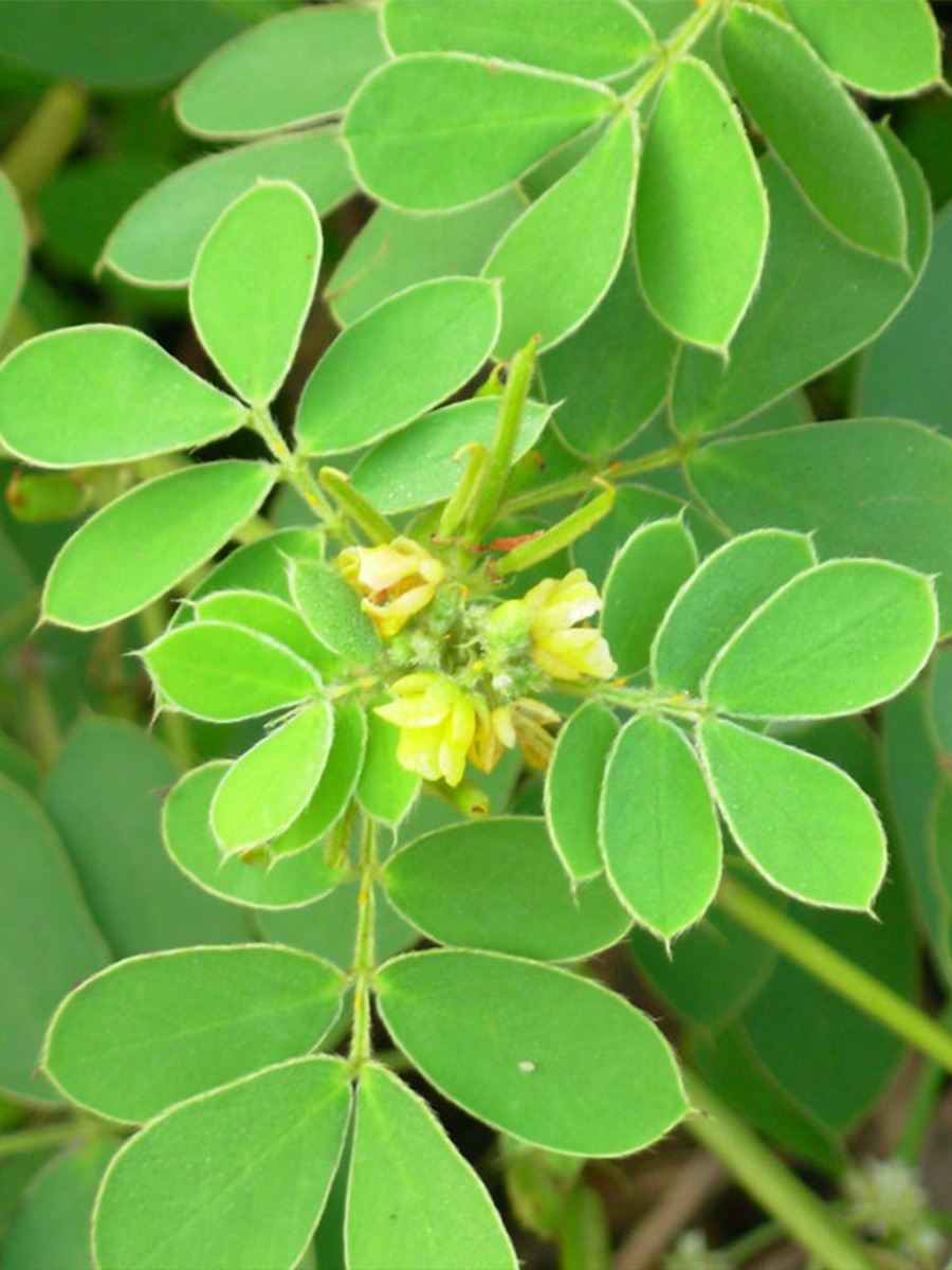 टाकळा रानभाजी