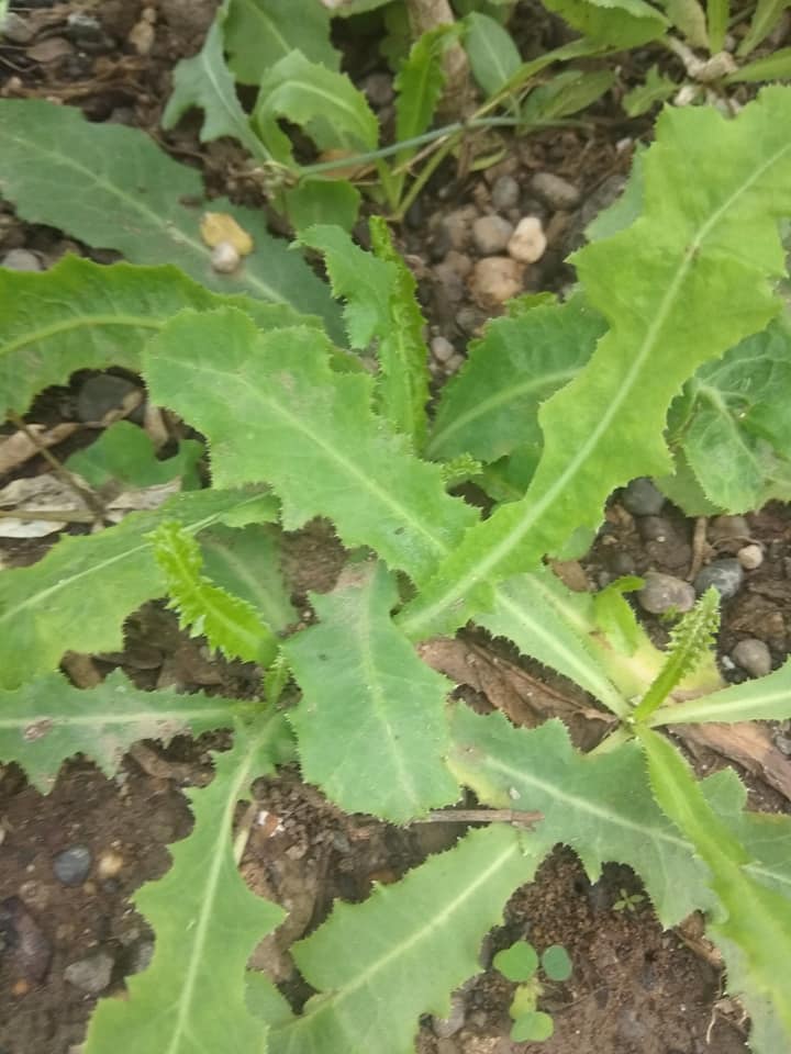पाथरी रानभाजी