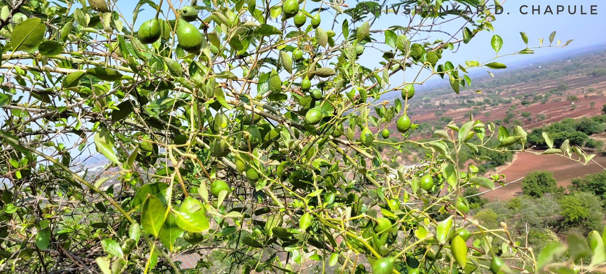वाघाटी रानभाजी