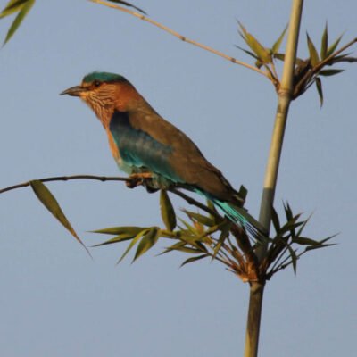 Bird watching at Nisargshala