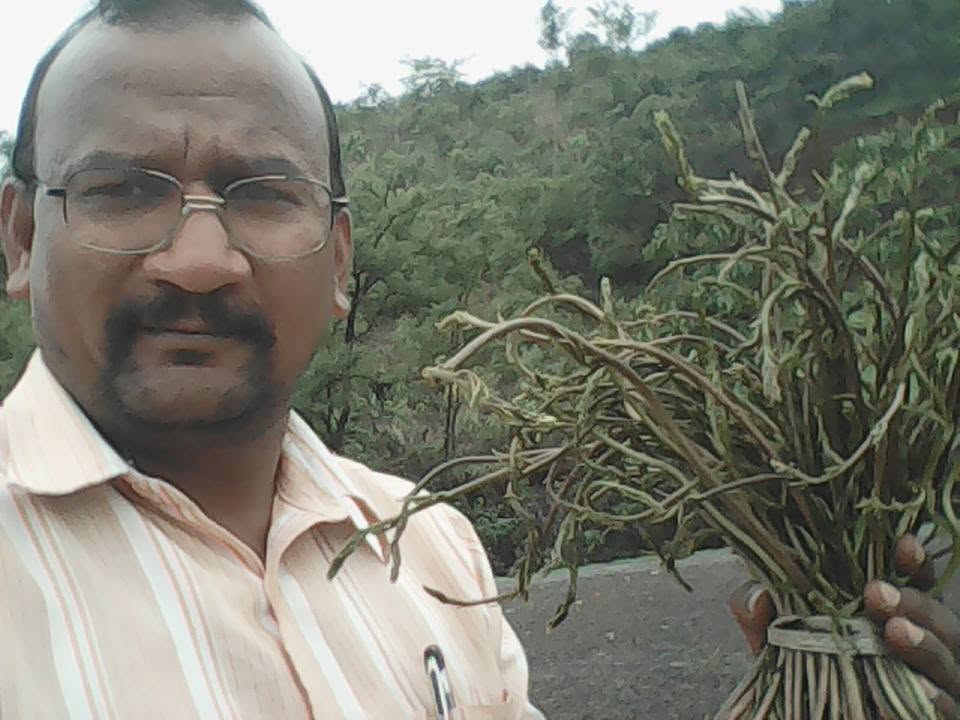 चाईच्या वेलीचे कोवळे शेंडे