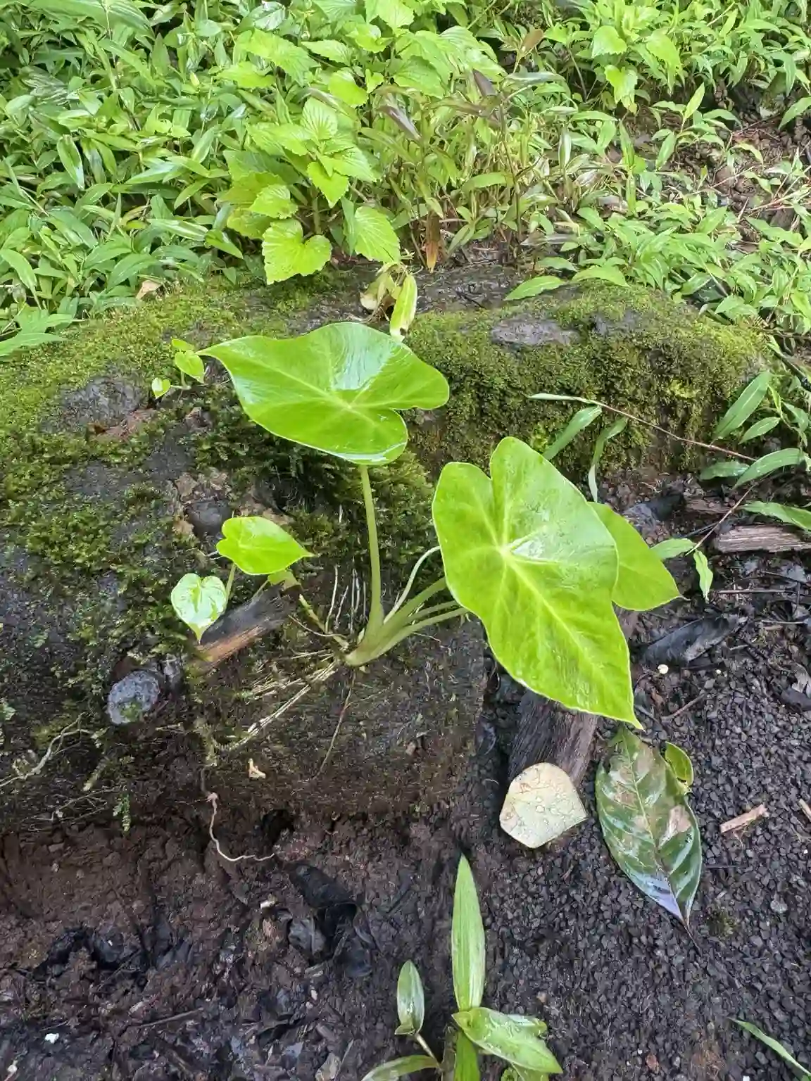 रुखाळू / रुखाळूं रानभाजी